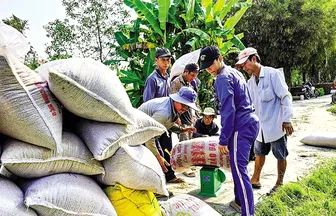 Ngành lúa gạo hướng đến nâng cao chuỗi giá trị và phát triển bền vững