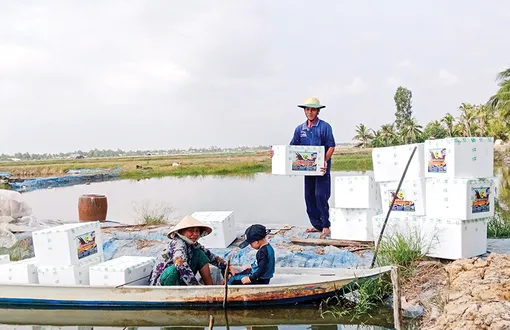 Sôi động thị trường tôm giống Sôi động thị trường tôm giống