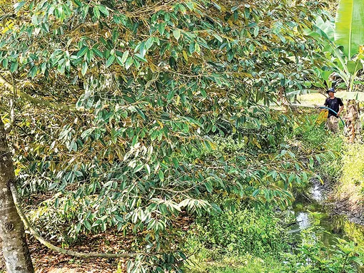 Chăm sóc vườn cây ăn trái mùa nắng nóng Chăm sóc vườn cây ăn trái mùa nắng nóng