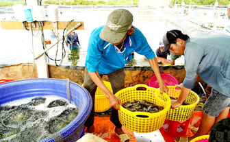 កសិករ​ចិញ្ចឹម​បង្គាស​ប្បាយ​ចិត្ត ព្រោះ​លក់​បាន​ថ្លៃ