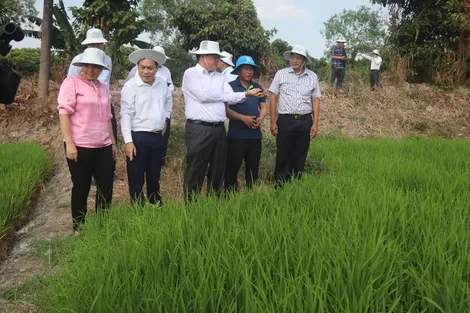 Đoàn công tác của WB thăm vùng sản xuất lúa chất lượng cao, phát thải thấp tại Cần Thơ