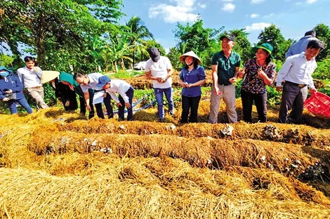 Thúc đẩy đổi mới sáng tạo trong nông nghiệp