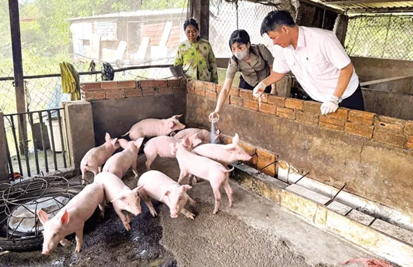 Giá heo hơi tăng mạnh nhưng 'cạn' nguồn cung