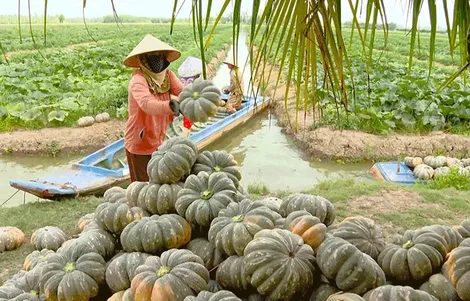 Nông dân Cà Mau thắng lợi vụ màu trên đất lúa