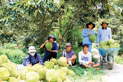 Nhộn nhịp thu hoạch sầu riêng nghịch vụ