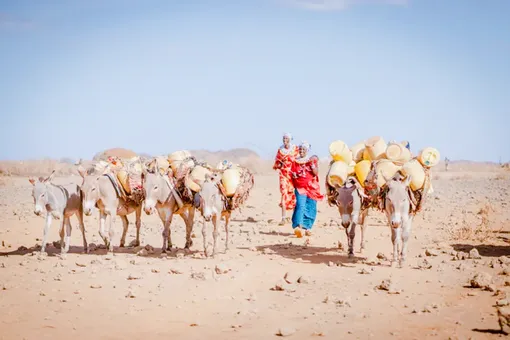 Hạn hán hoành hành, nhiều bé gái Kenya bị ép tảo hôn