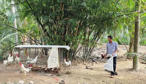 Thu nhập cao nhờ mô hình trồng trọt kết hợp nuôi gà