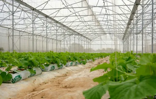 Kieufarm - Dẫn đầu giải pháp nhà màng dưa lưới hiệu quả và bền vững