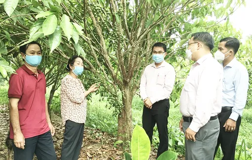 Gần 18.000 lượt hộ vay vốn ưu đãi để phát triển sản xuất, kinh doanh