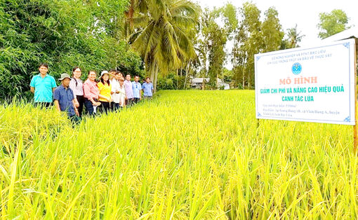 អភិវឌ្ឍន៍​ចីរ​ភាព​សម្រាប់​កសិករ​ផលិត​ស្រូវ