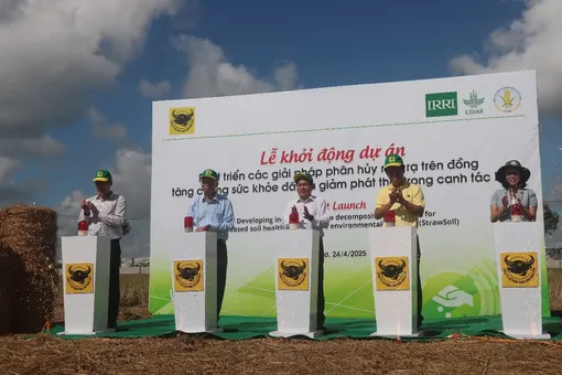 Giải pháp quản lý rơm rạ trên đồng ruộng kết hợp cơ giới hóa, cải thiện sức khỏe đất