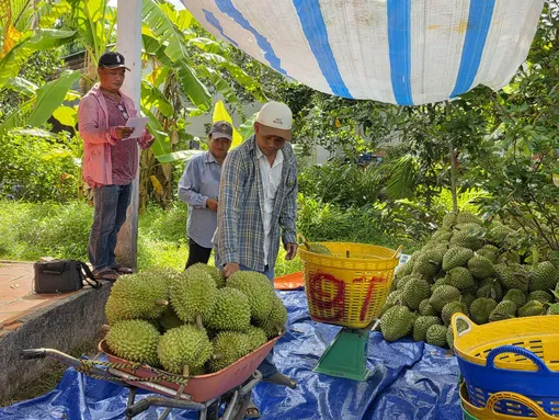 Nông dân giảm lợi nhuận vì giá sầu riêng giảm mạnh
