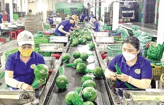 Rau quả xuất khẩu gặp khó, nhà nông lo âu
