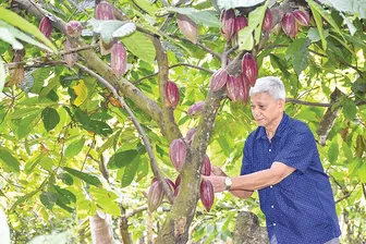 Giá ca cao tăng kỷ lục, nhà vườn phấn khởi