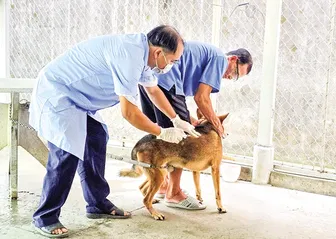 Nhiều giải pháp  phát triển chăn nuôi an toàn, bền vững