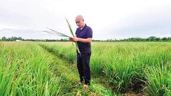 Chàng trai đưa cây sả xuất ngoại