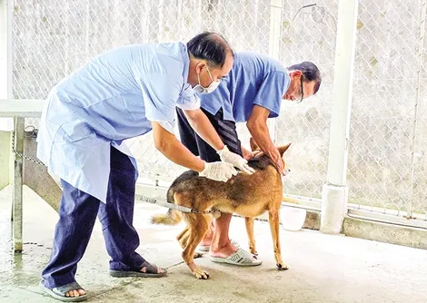 Nhiều giải pháp  phát triển chăn nuôi an toàn, bền vững
