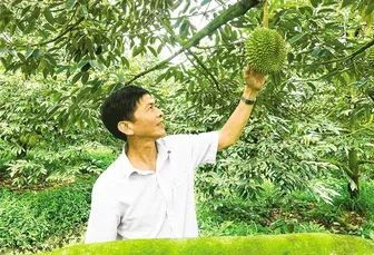 Thu nhập cao trồng sầu riêng