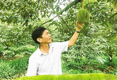 Thu nhập cao trồng sầu riêng