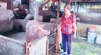 Nuôi heo đạt mức lời cao nhưng người nuôi ngại tái đàn