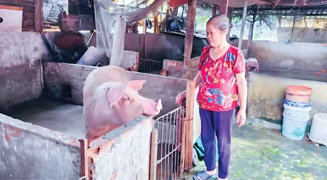 Nuôi heo đạt mức lời cao nhưng người nuôi ngại tái đàn