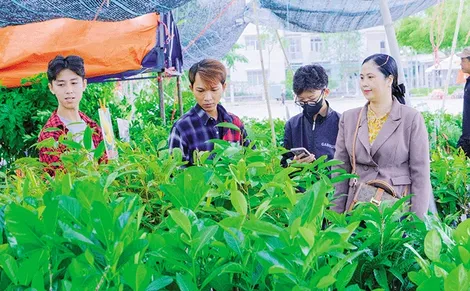 Không gian xanh mát với cây ăn trái cho nhà phố