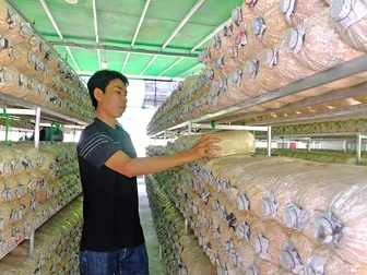 Thu nhập ổn định từ mô hình trồng nấm bào ngư