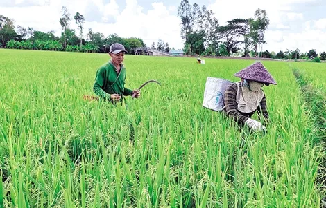 Nông dân tích cực chăm sóc lúa hè thu