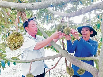 "Liều" trồng sầu riêng trên đất phèn và cái kết ngọt ngào
