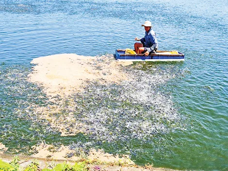 Bảo vệ, phát triển nguồn lợi thủy sản bền vững