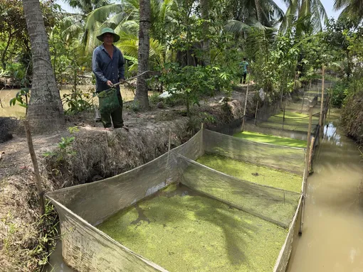 Nâng cao thu nhập bằng mô hình nuôi ốc bươu đen trong vèo