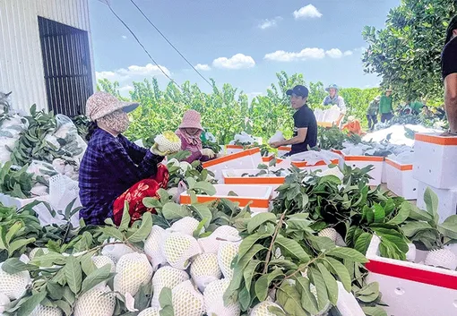 Nâng chất hoạt động cho hợp tác xã nông nghiệp