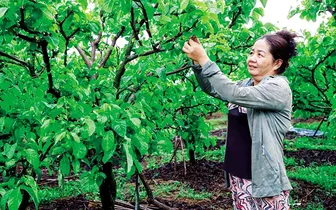 Ðồng hành cùng nông dân sản xuất
