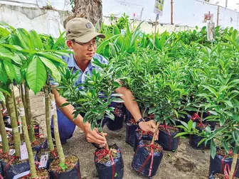 Bảo vệ vườn cây ăn trái trong mùa mưa, bão