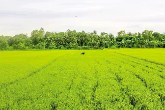 Chủ động thu hoạch kịp thời, hạn chế thất thoát lúa hè thu