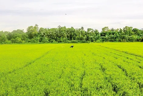 Chủ động thu hoạch kịp thời, hạn chế thất thoát lúa hè thu