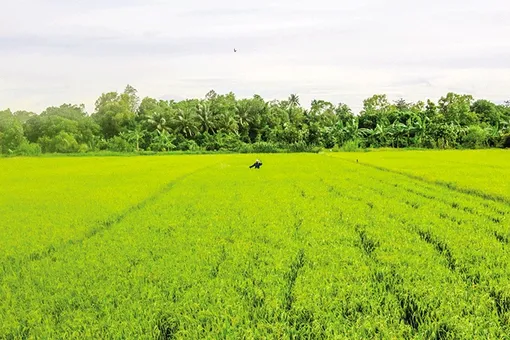 Chủ động thu hoạch kịp thời, hạn chế thất thoát lúa hè thu