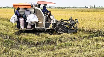 Liên kết chuỗi để thực hiện tốt Đề án 1 triệu héc-ta lúa