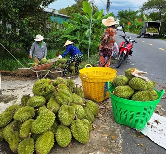 Để ngành sầu riêng phát triển bền vững