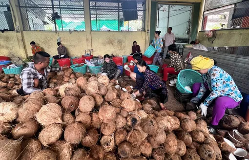 Nghịch lý ngành dừa - giá càng tăng, nhà máy càng khốn đốn vì thiếu nguyên liệu hoạt động
