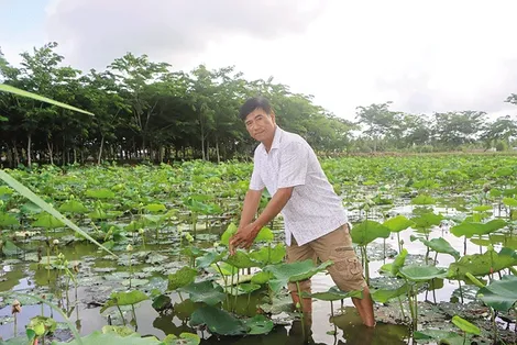 Thu nhập cao từ trồng sen