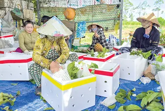 Dạo quanh thị trường