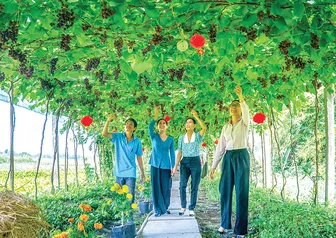 Mô hình trồng nho độc đáo mở lối du lịch ven đô