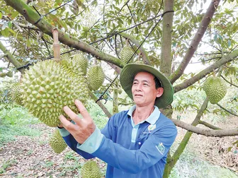 Sầu chung - sầu riêng