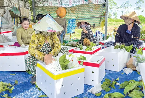 Dạo quanh thị trường
