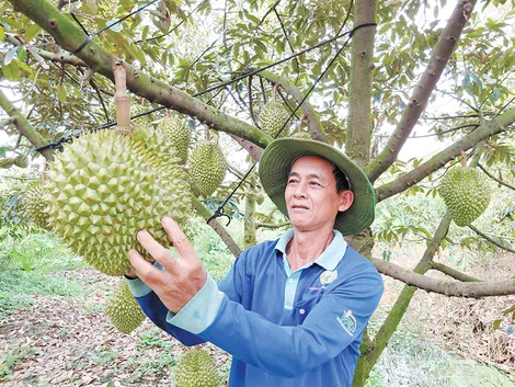 Sầu chung - sầu riêng
