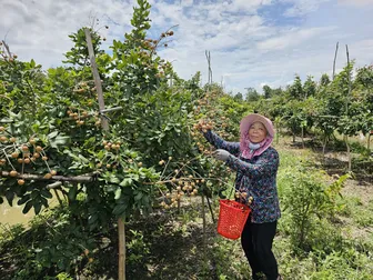 Tiềm năng phát triển xuất khẩu nhãn