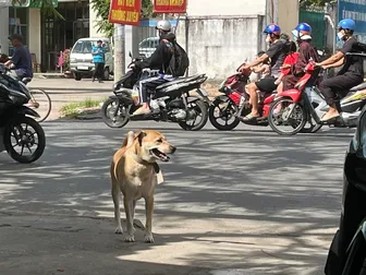 Cảnh báo nguy cơ nhiễm giun đũa chó mèo ở trẻ em
