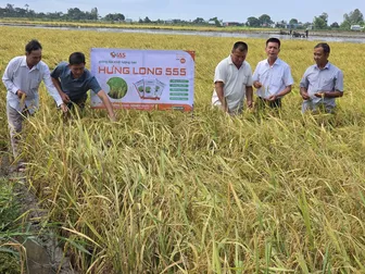 Giống lúa Hưng Long 555 được đánh giá cao