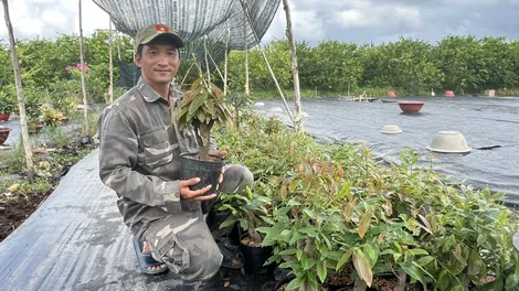 Khởi nghiệp thành công với mô hình trồng mai vàng